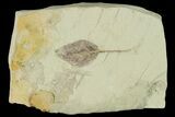 Miocene Fossil Leaf (Populus) - Augsburg, Germany #139260-1